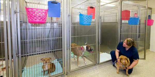 disinfectant-for-dog-kennels.jpg